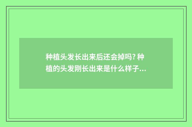 种植头发长出来后还会掉吗? 种植的头发刚长出来是什么样子的